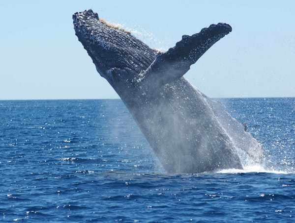 Baleine à bosse qui saute hors de l'eau