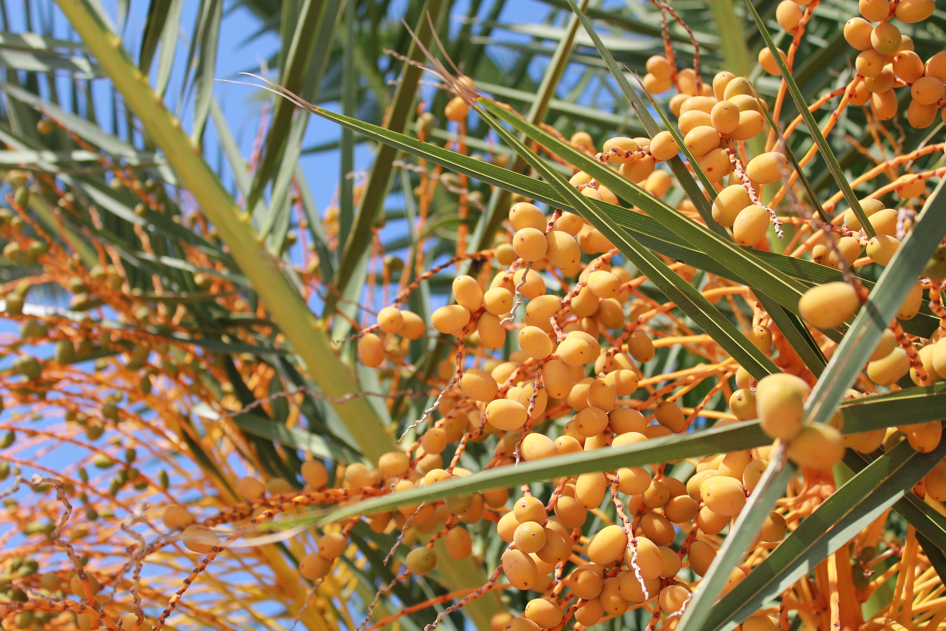 Arbre à Kumquats à Corfou