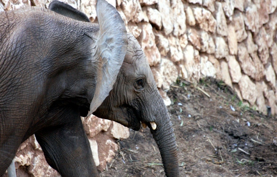 Cote d'Ivoire éléphant