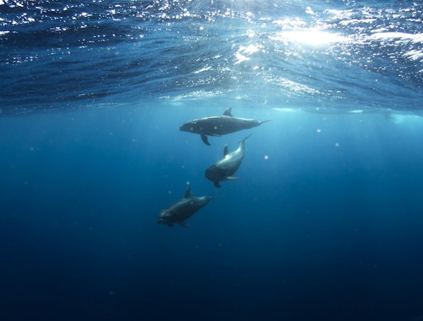 Dauphins nageant sous l'eau