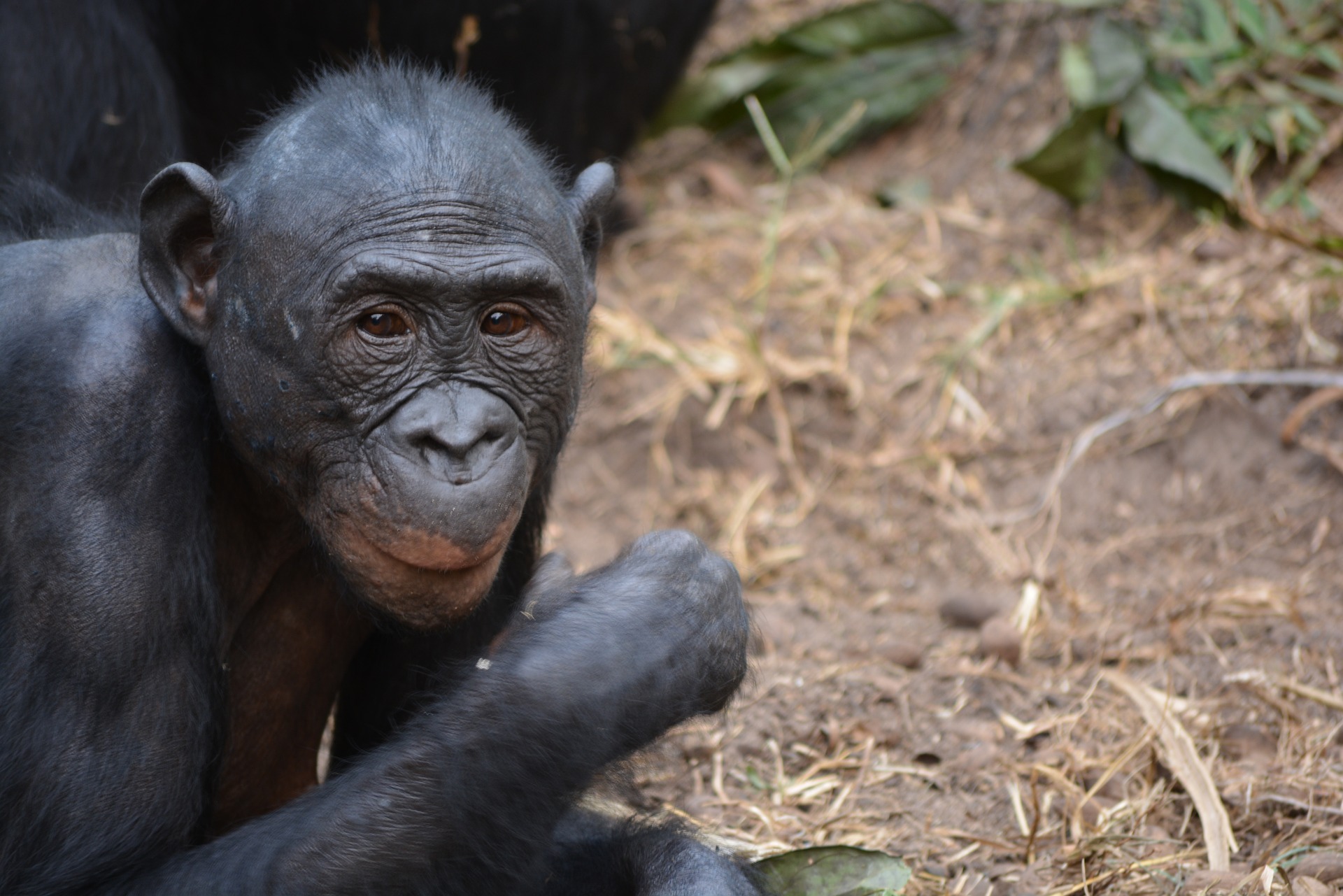 Singe Lola Ya Bonobo à Kinshasa au Congo
