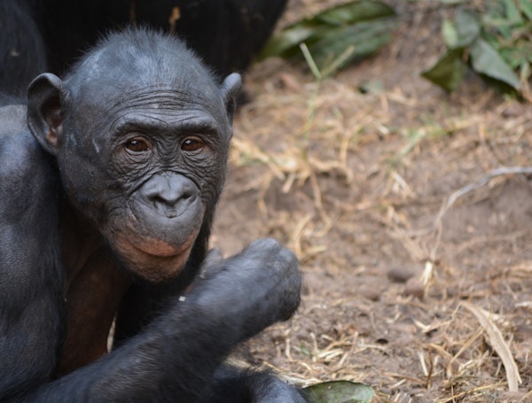 Singe Lola Ya Bonobo à Kinshasa au Congo