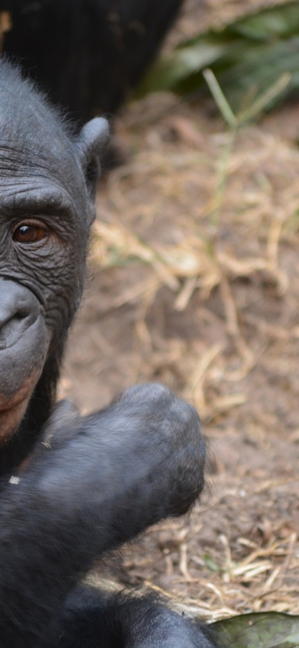 Singe Lola Ya Bonobo à Kinshasa au Congo