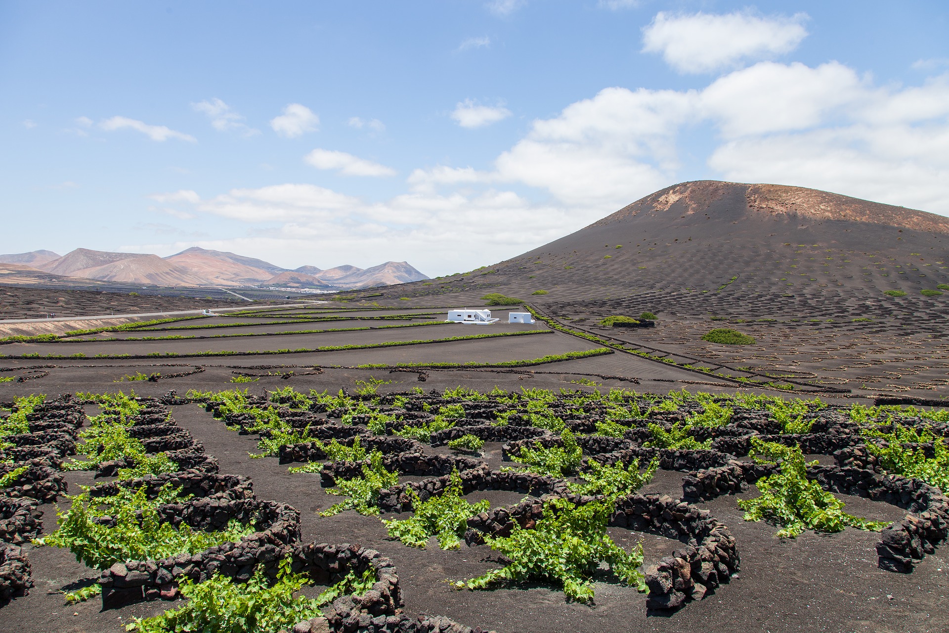 Destination Lanzarote vignes