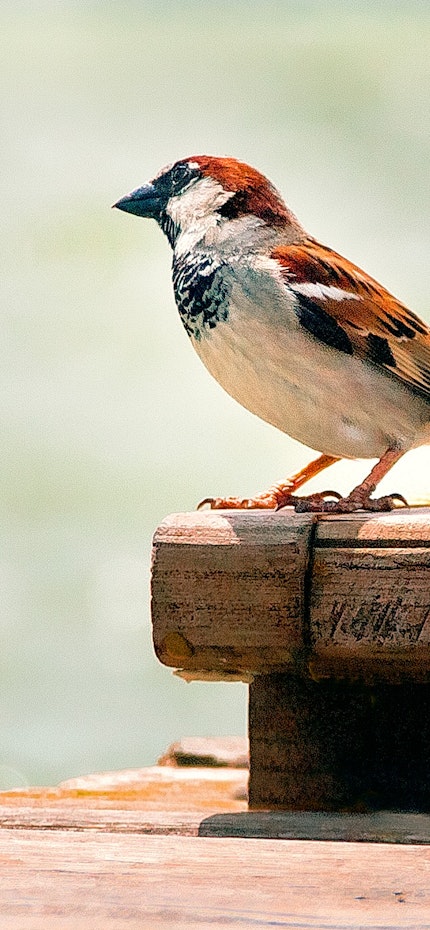 Destination Palma de Majorque Parc Albufera oiseau