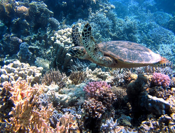 Destination Seychelles plongée tortue corail