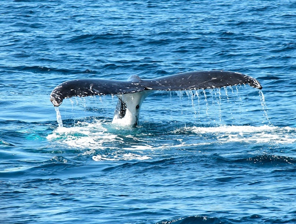 Destination Ténérife baleines