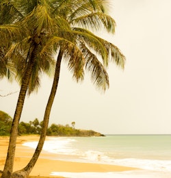 Guadeloupe plage palmier