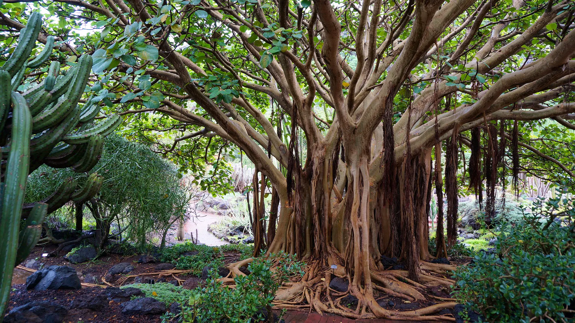 Îles Canaries forets de La Palma