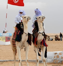 Tunisie chameau touareg