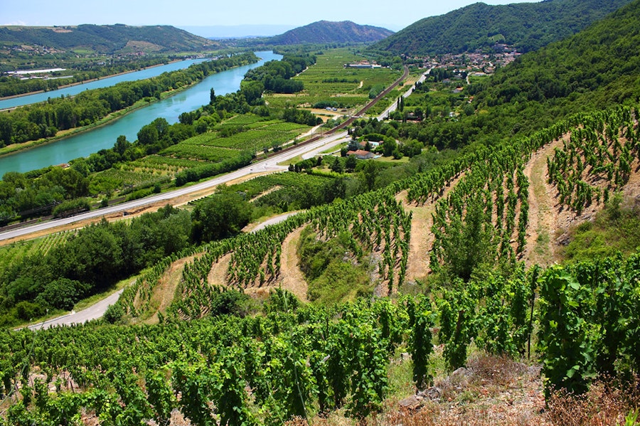 Vignes de Lyon