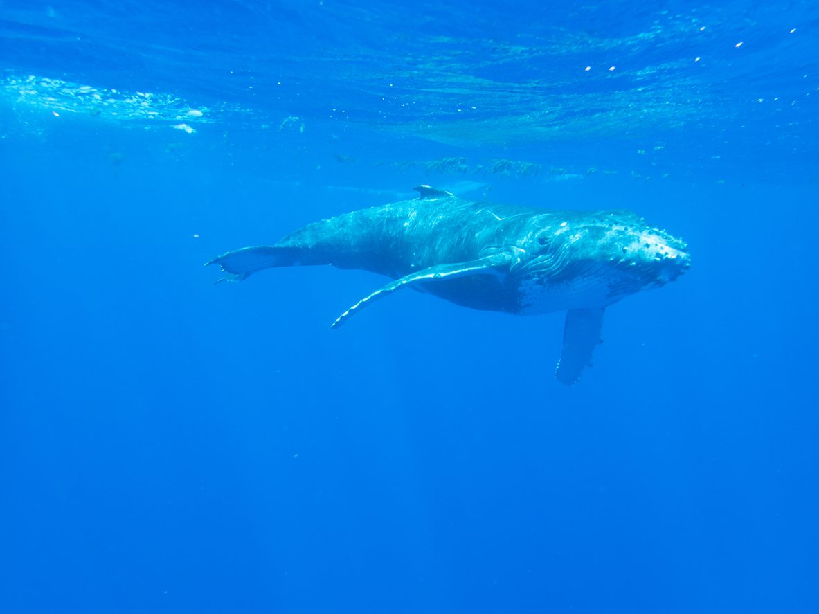 Baleine à bosses Bora Bora