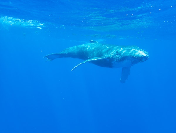 Baleine à bosses Bora Bora
