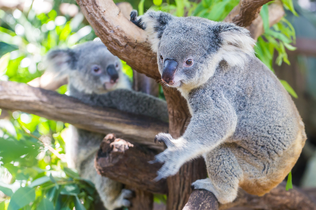 Koala sanctuaire Brisbane