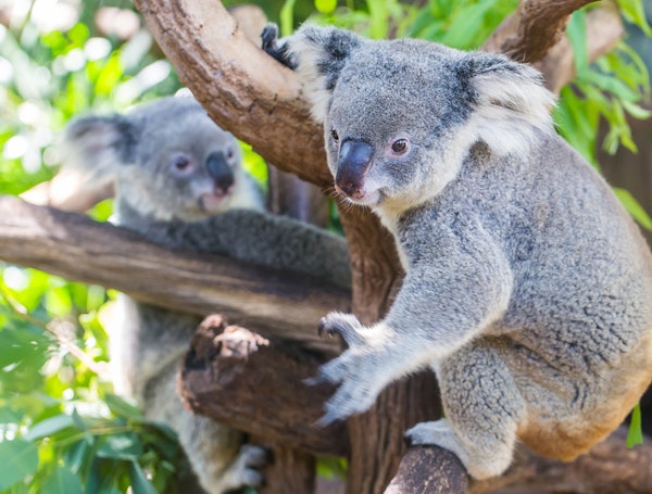 Koala sanctuaire Brisbane
