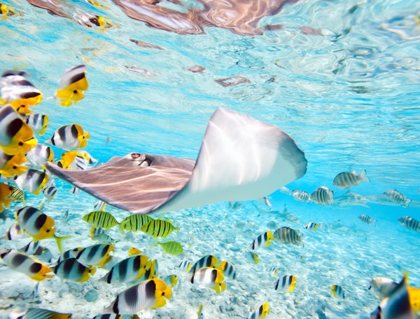 Découverte de la vie sous marine à Bora Bora