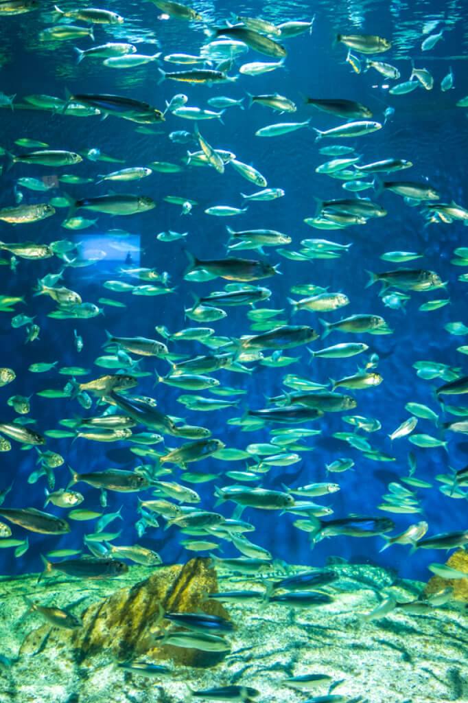 image aquarium de la rochelle