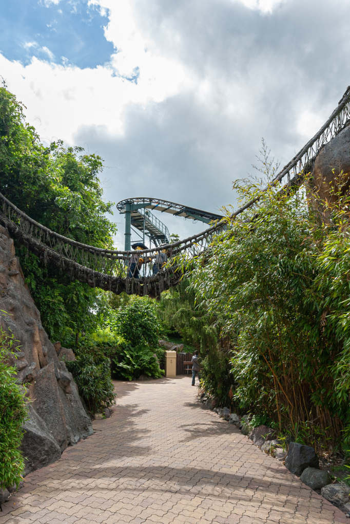 chemin  du parc animal kingdom à orlando