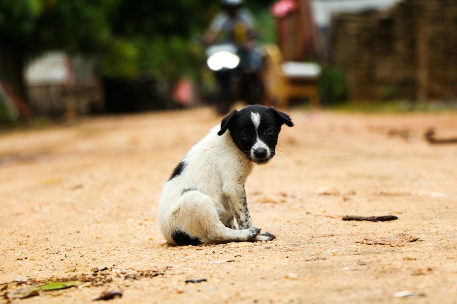 Chiot risque rage voyage