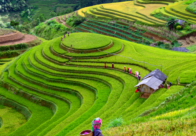 paysage au vietnam