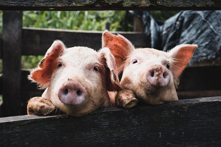 Porcs peste porcine voyage