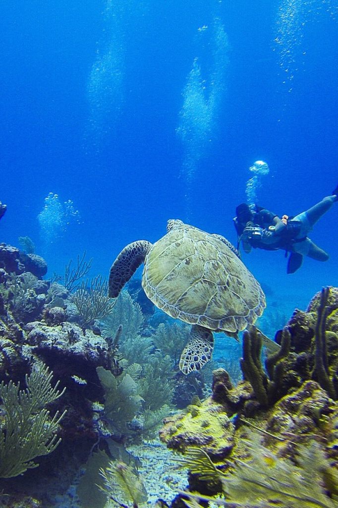 Fonds marins Nouméa