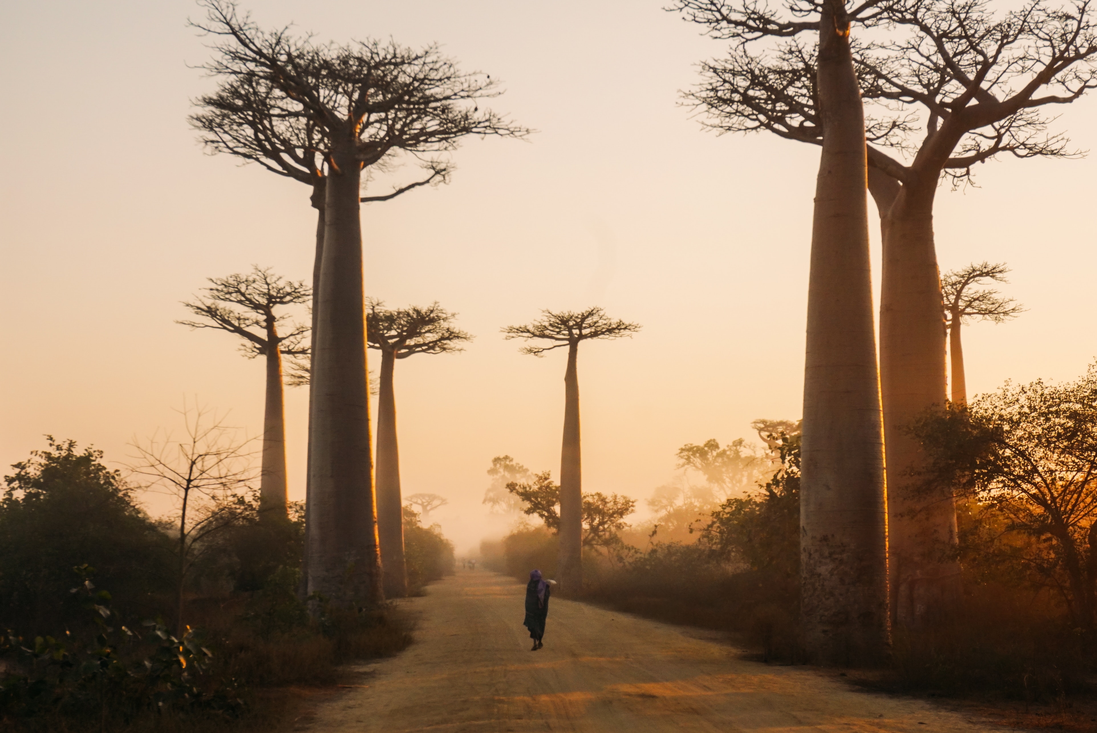 Madagascar arbre coucher de soleil