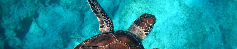 tortue mer