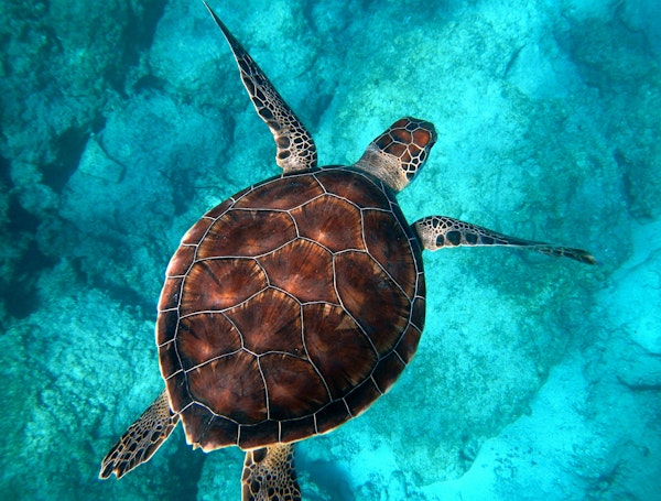 tortue marine animal