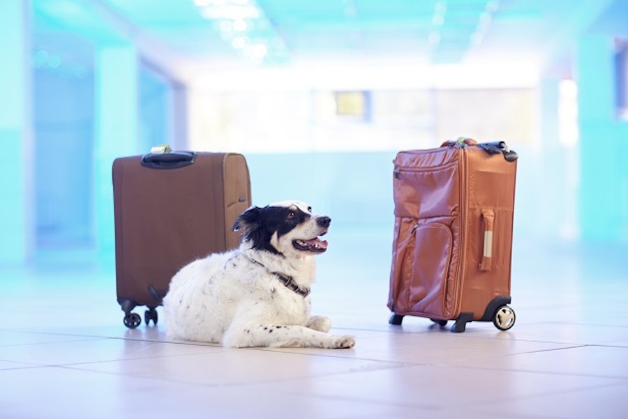 Chien valises aéroport