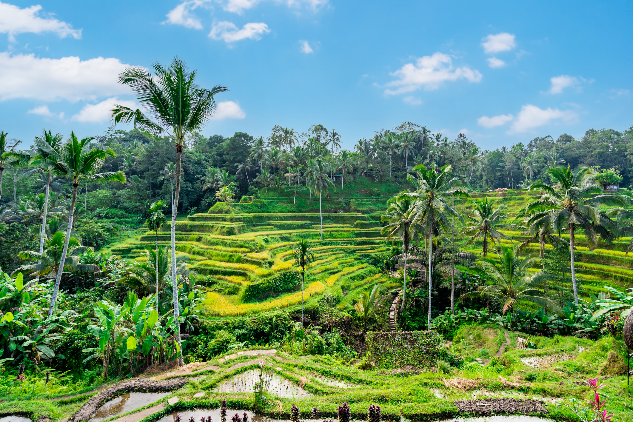 Ubud Bali