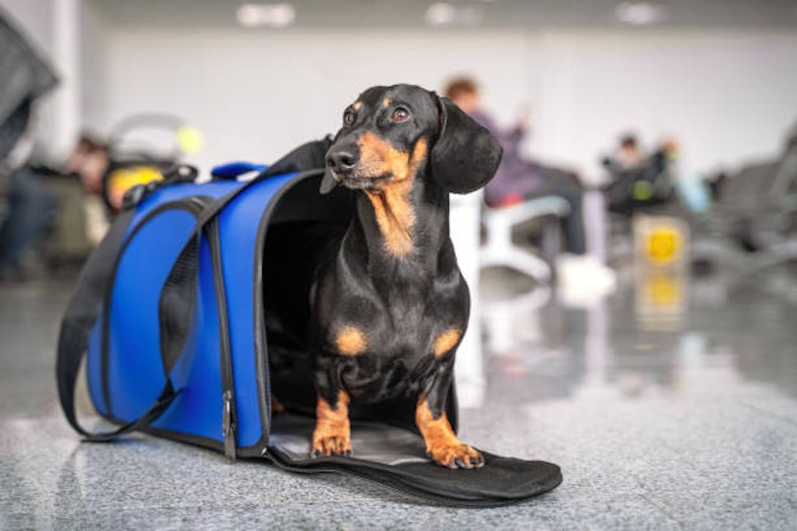 Chien dans l'aéroport 