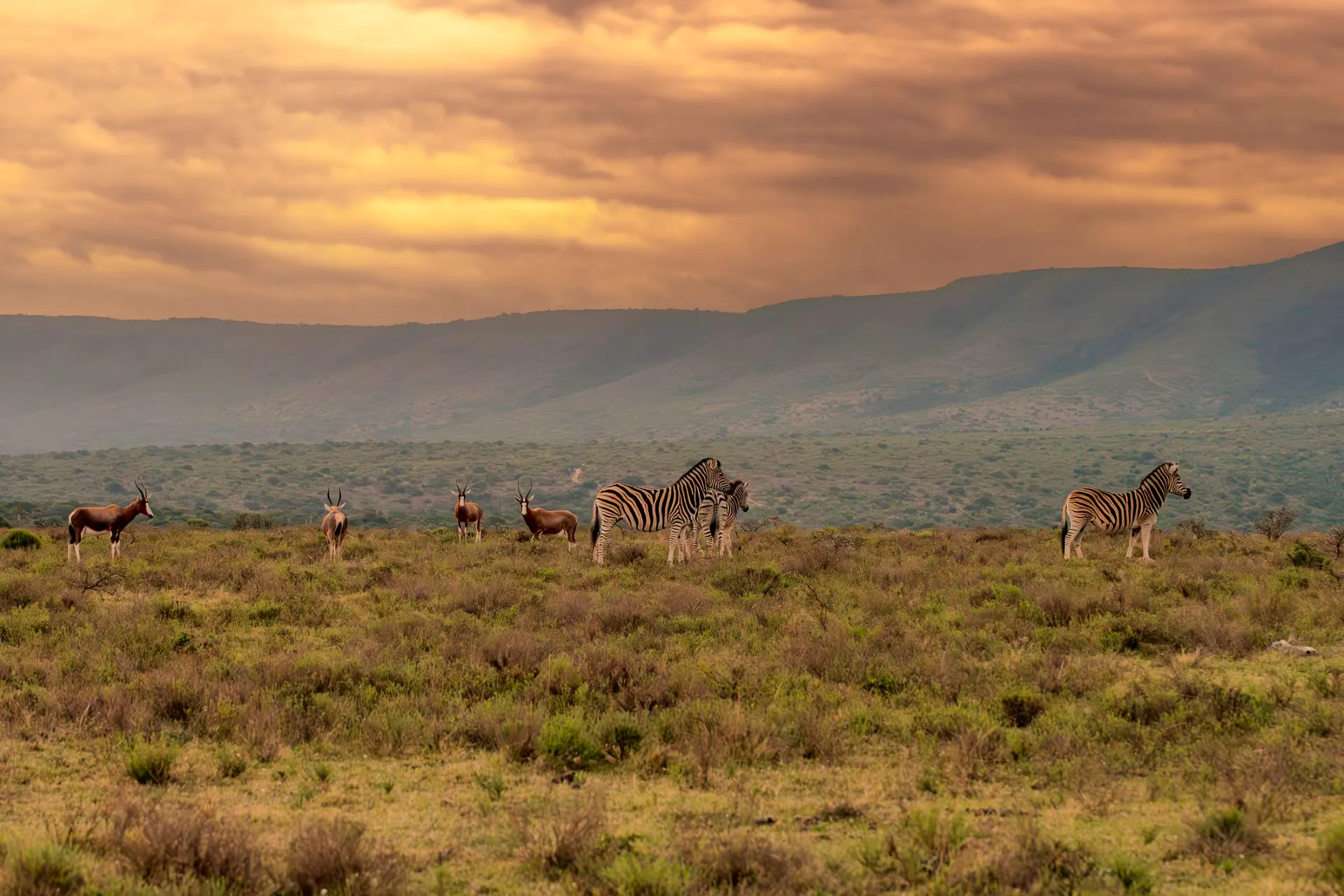Afrique du Sud