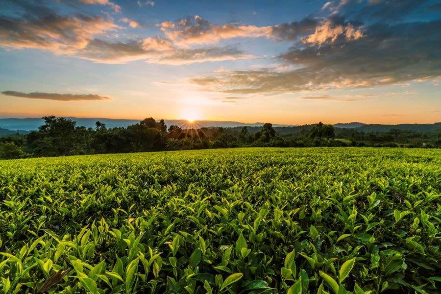 Lever de soleil sur un champ de thé en Ethiopie