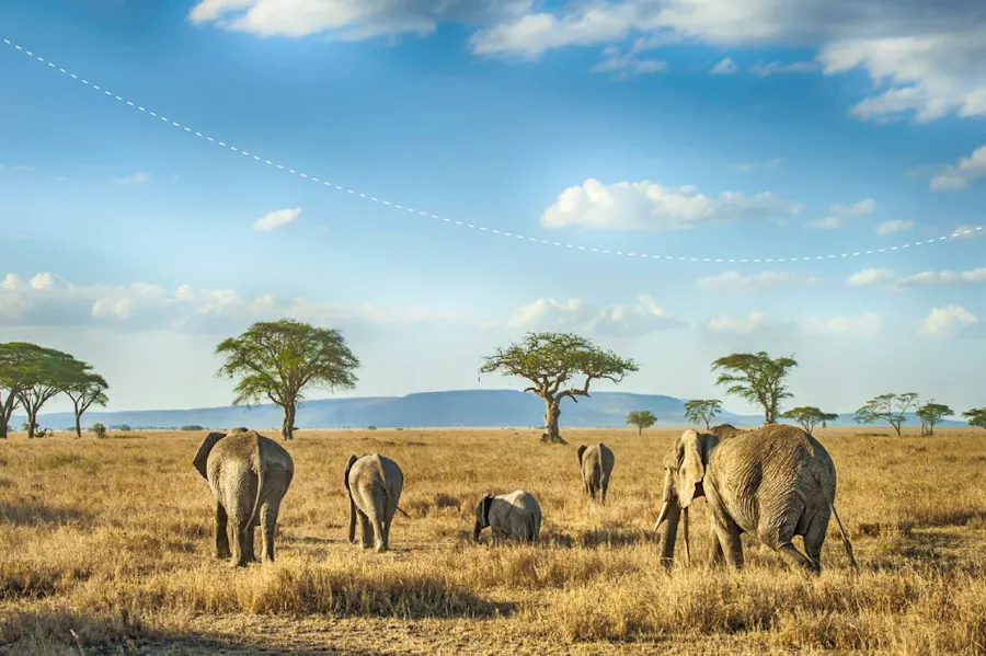 Safari