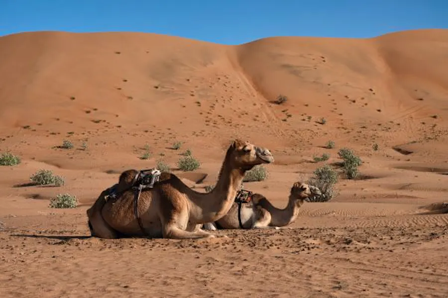 Désert d'Oman