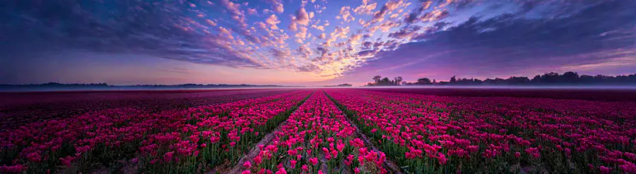 Champs de Tulipes aux Pays-Bas